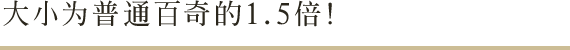大小为普通百奇的1.5倍！